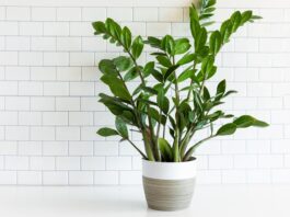 All About ZZ Plants: Sunlight, Care, & Growing Tips