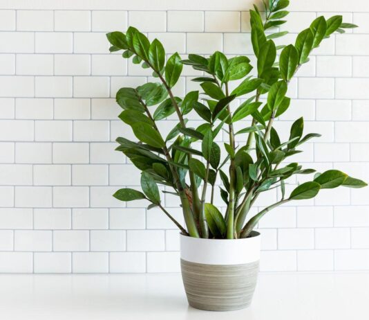All About ZZ Plants: Sunlight, Care, & Growing Tips