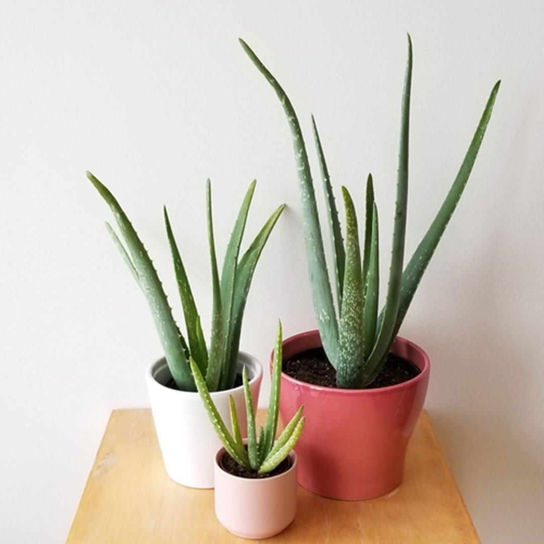 Aloe Vera Home, Plant, Flowerpot, Houseplant, Terrestrial plant