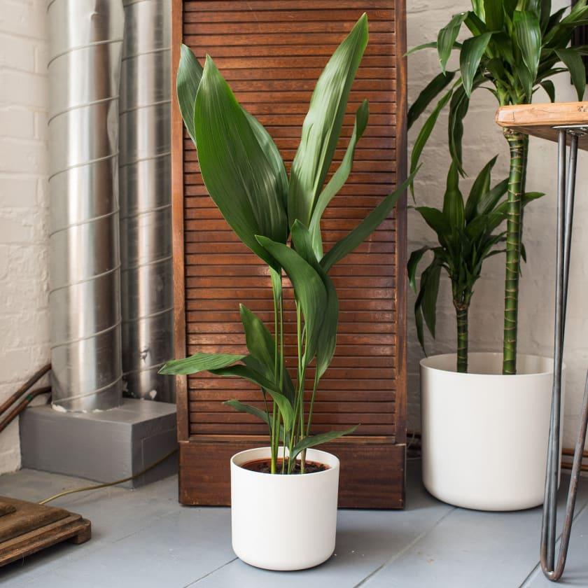 Aspidistra | Cast Iron Plant | Indoor Plants in London | Patch