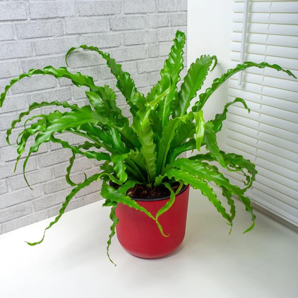 Asplenium Antiquum, Plant, Flowerpot, Houseplant, Flower, Terrestrial plant