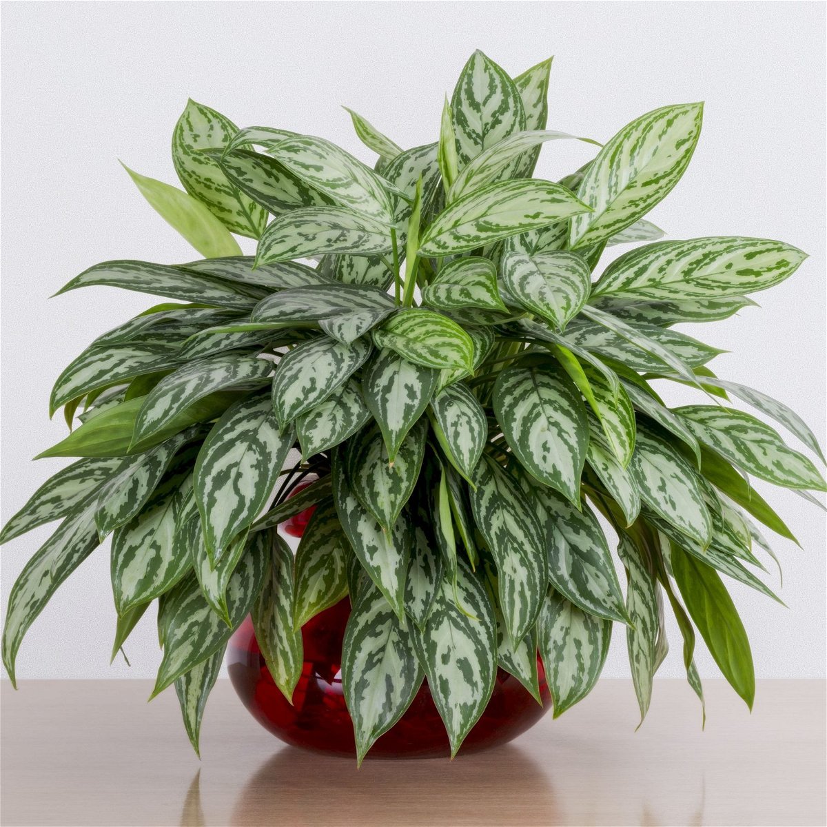 Chinese Evergreen, Houseplant, Flowerpot, Plant, Terrestrial plant