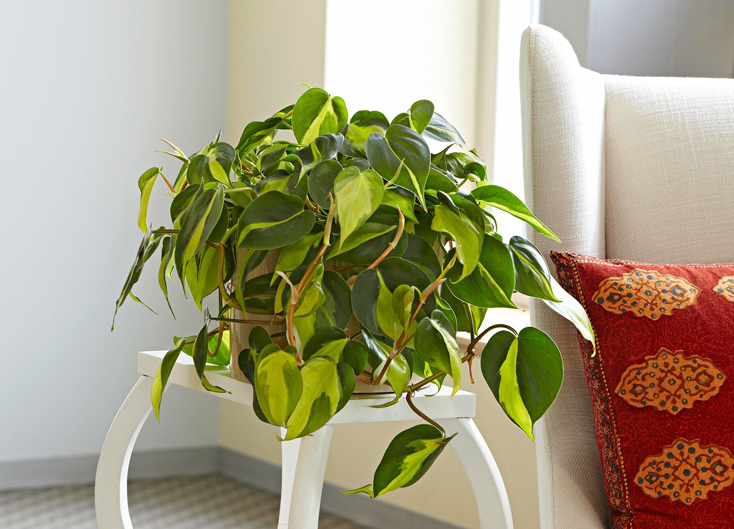 How to Care for Philodendron