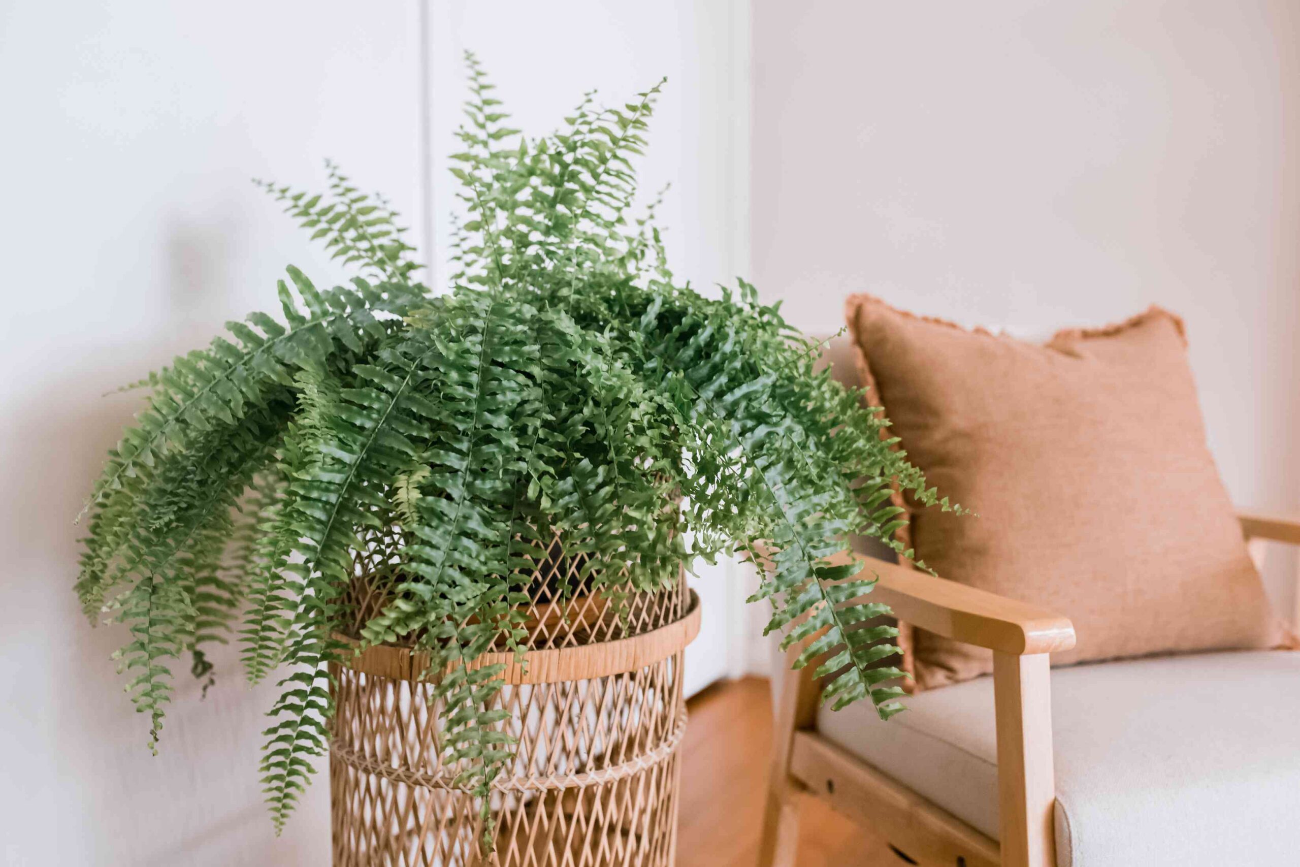 How to Grow and Care For Boston Fern