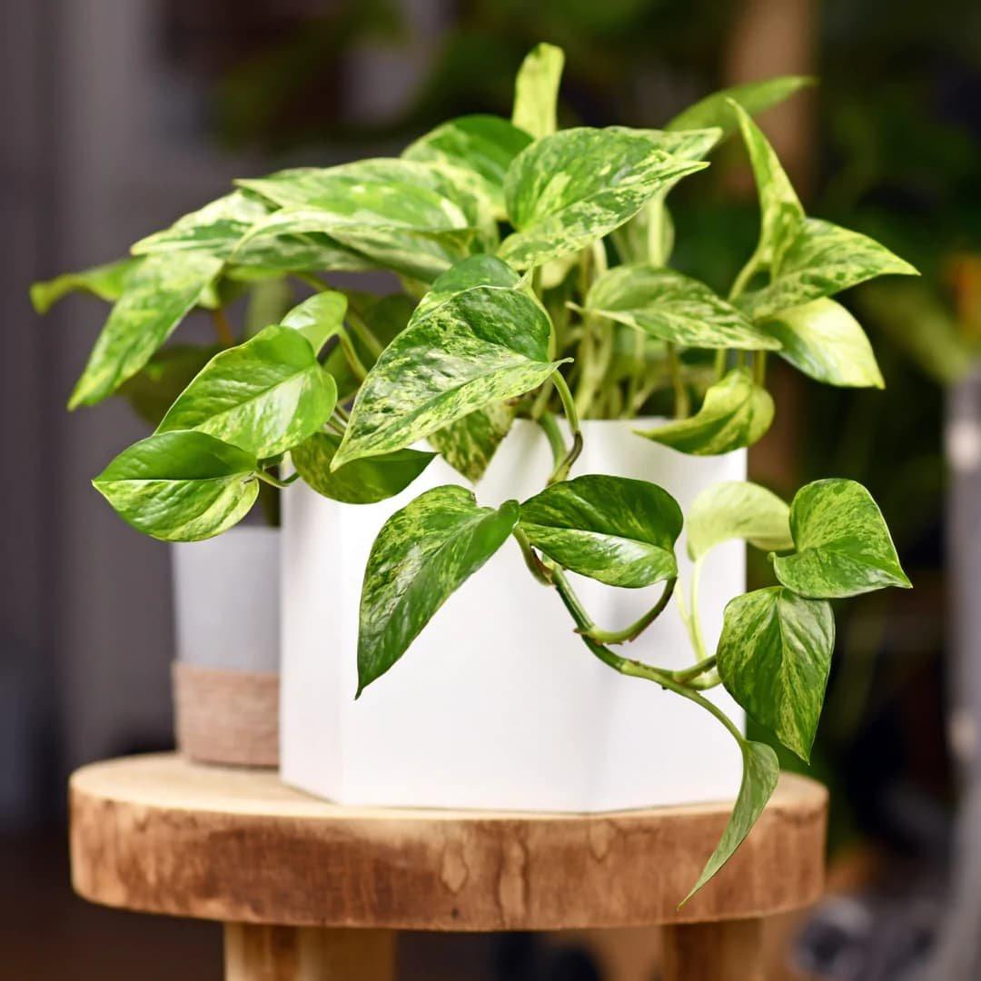 Marble Queen Pothos, Plant, Houseplant, Flowerpot