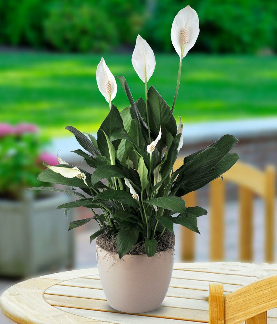 Peace Lily Planter - Flowering Plants for Delivery - Carithers Florist Atlanta GA