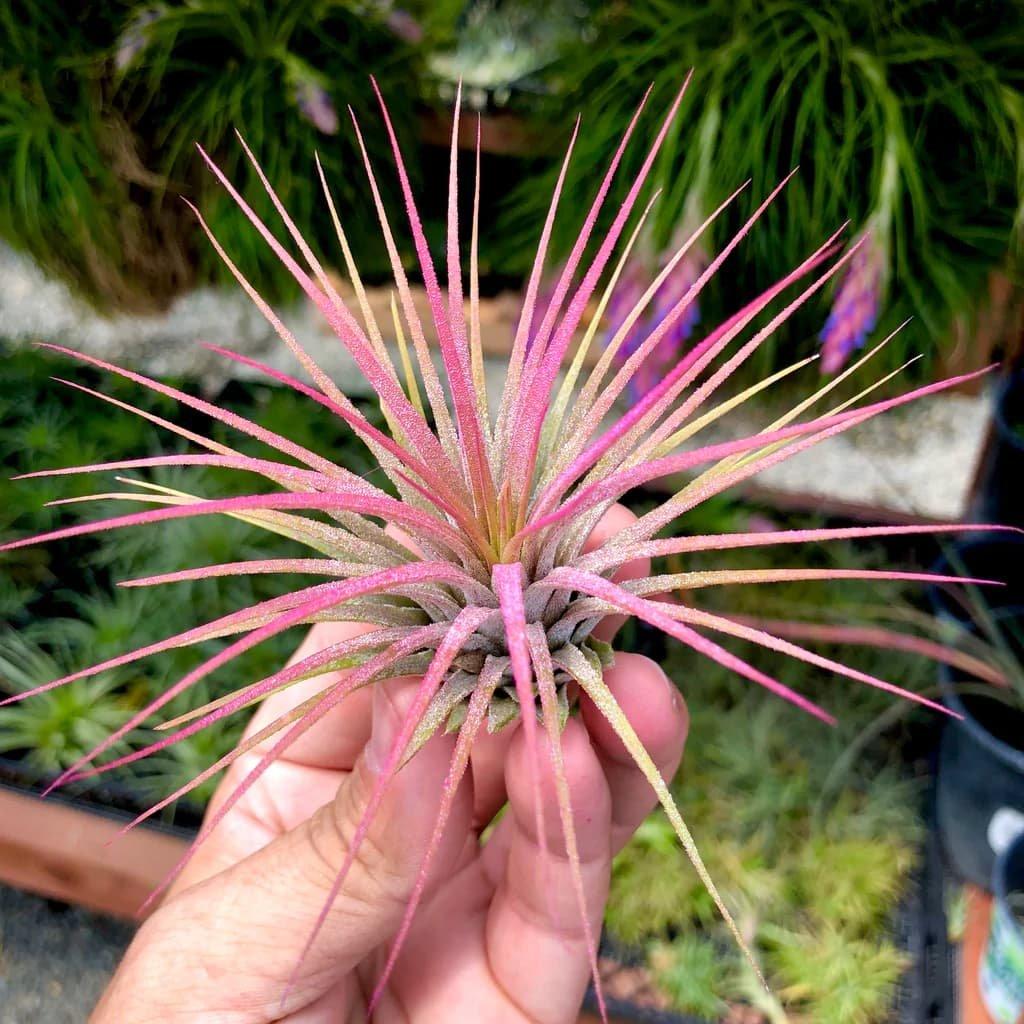 Pink Air Plant, Flower, Plant, Petal, Terrestrial plant