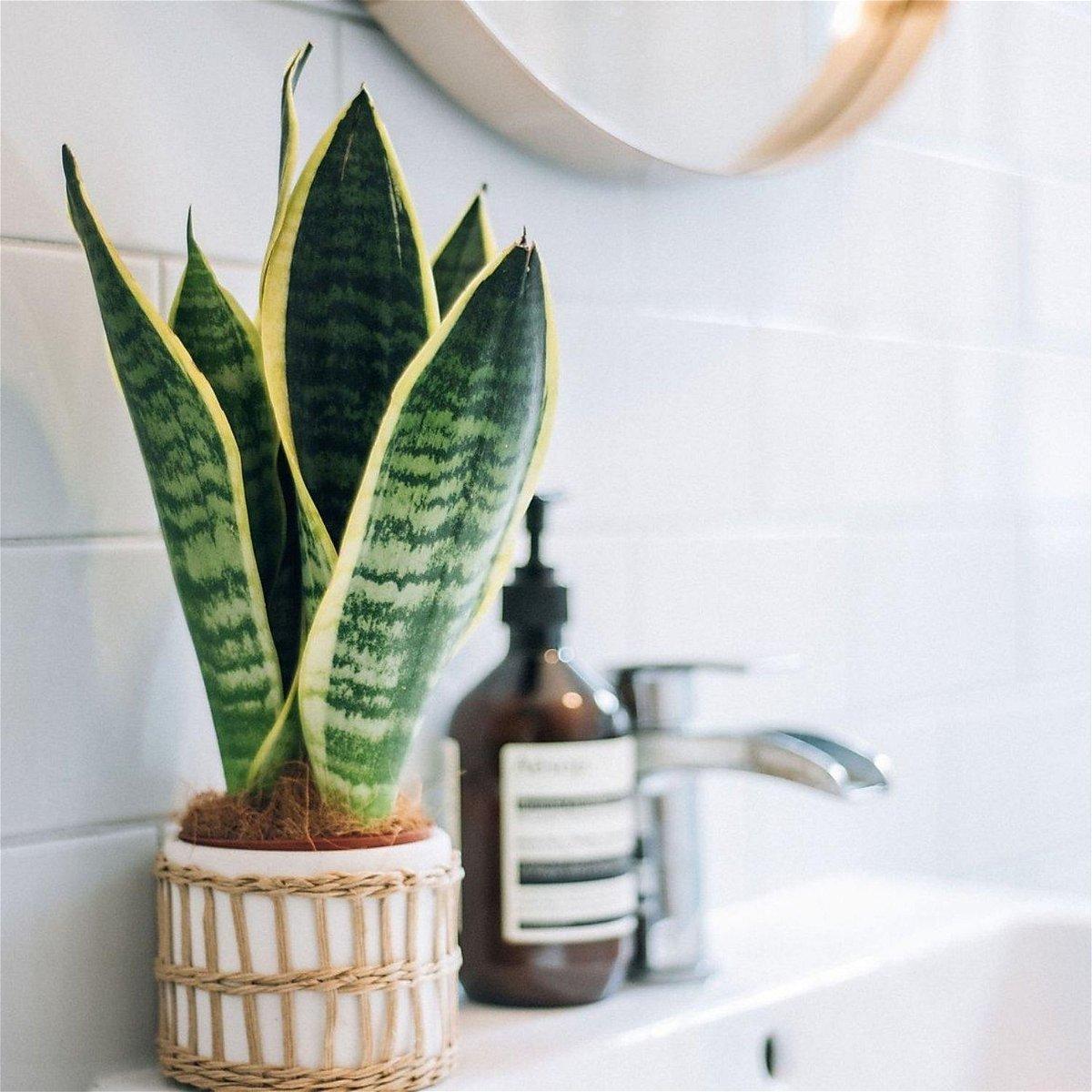 Snake Plant Bathroom, Plant, Flowerpot, Sink, Houseplant