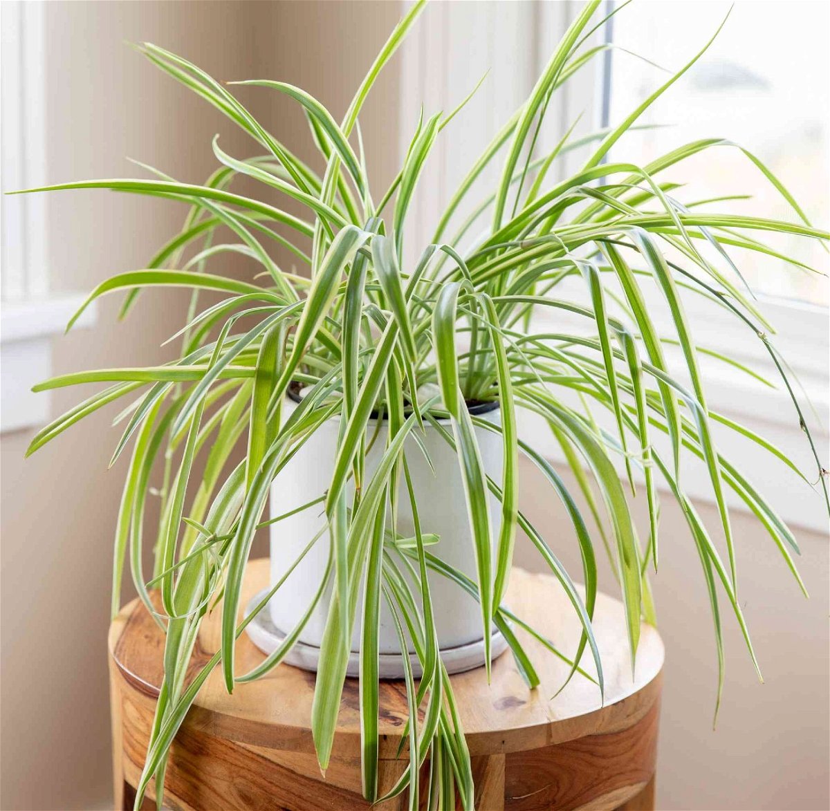 Spider Plant In Pot, Plant, Flowerpot, Houseplant, Terrestrial plant