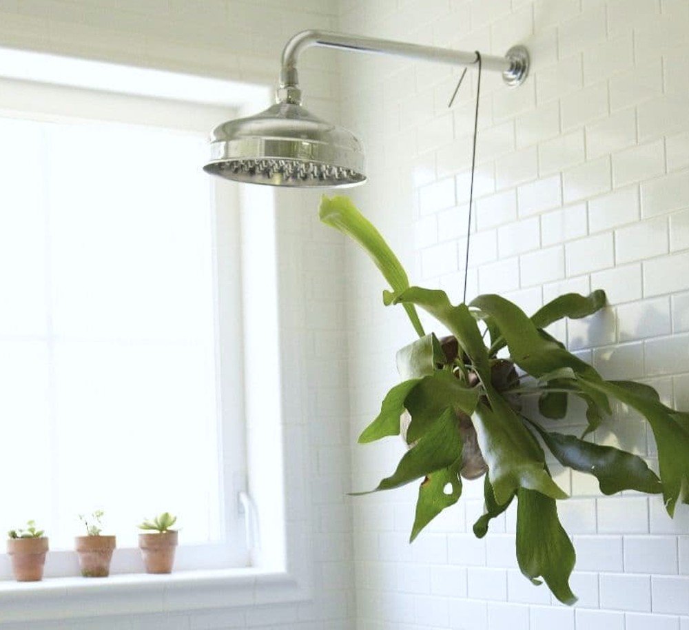 Staghorn Fern Bathroom, Plant, Houseplant, Flowerpot, Window, Lamp