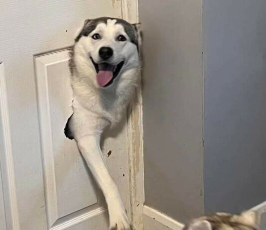 14 Silly and Loveable Dog Photos For Your Viewing Enjoyment