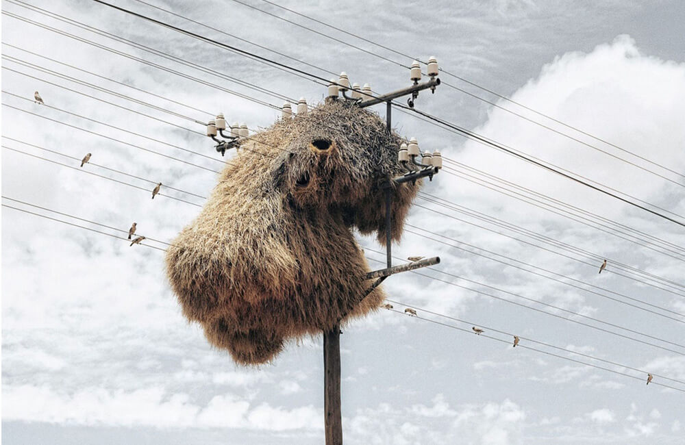 Birds Nest @Rachael Ishaya / Pinterest.com