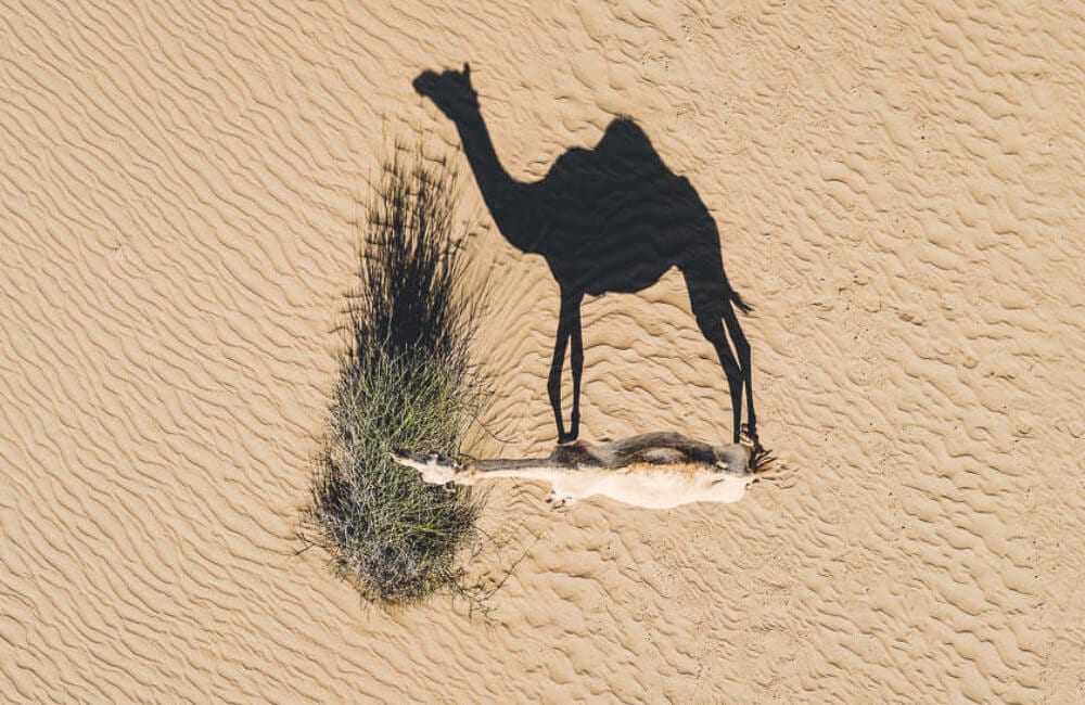 Camel's Shadow @abstractaerialart / Instagram.com