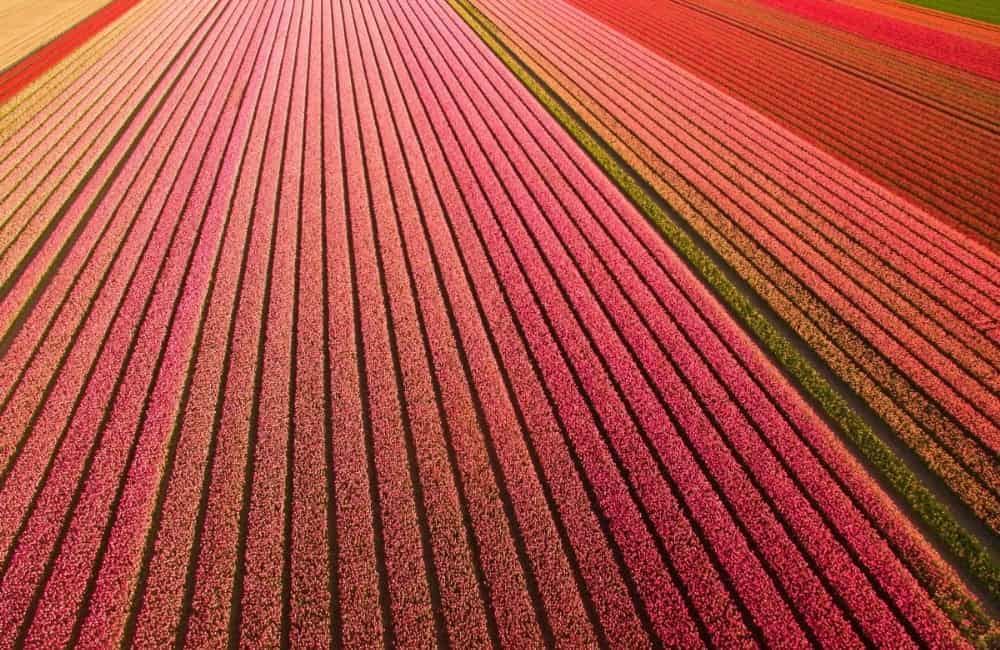 Dutch Tulip Fields ©/