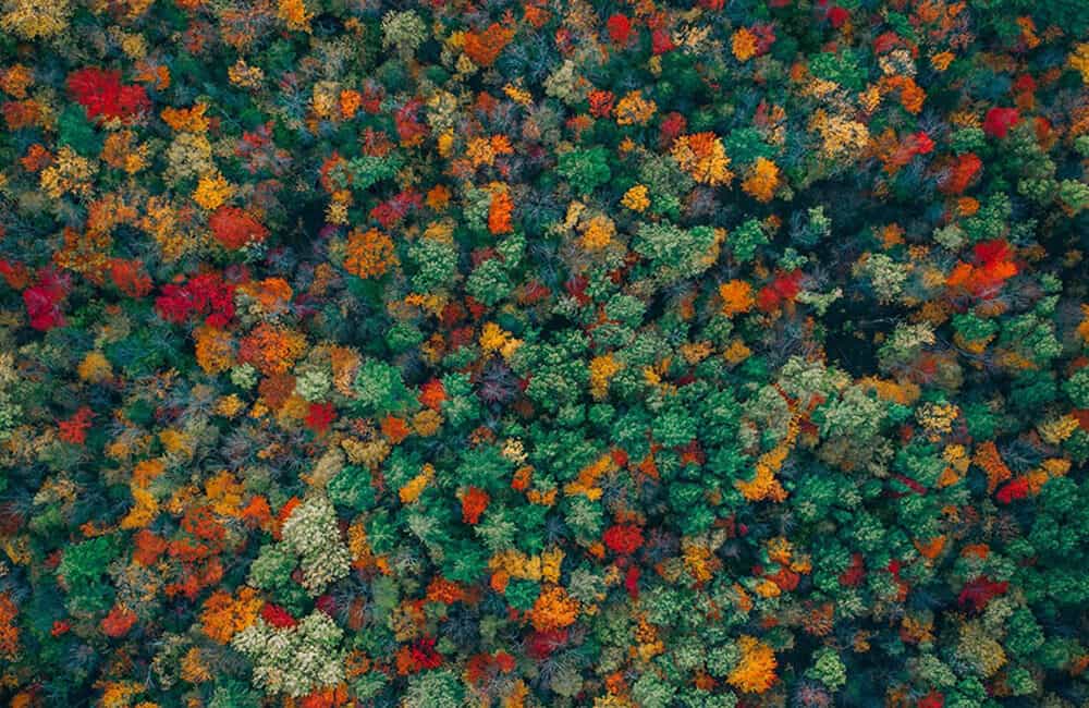 Fall Leaves @dronestagram / Instagram.com