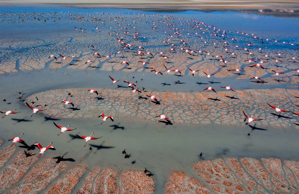 Flock of Flamingos ©bahadirsansarci/Shutterstock.com