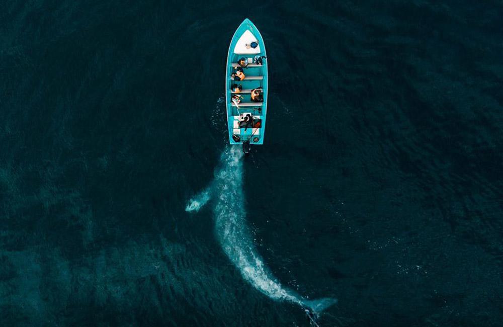 Gray Whale Plays Pushing Tourists @NatGeoPhotos / Twitter.com