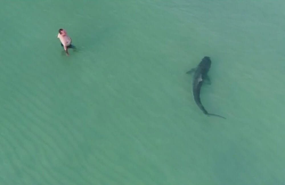 Shark next to man @CBSDFW / Youtube.com