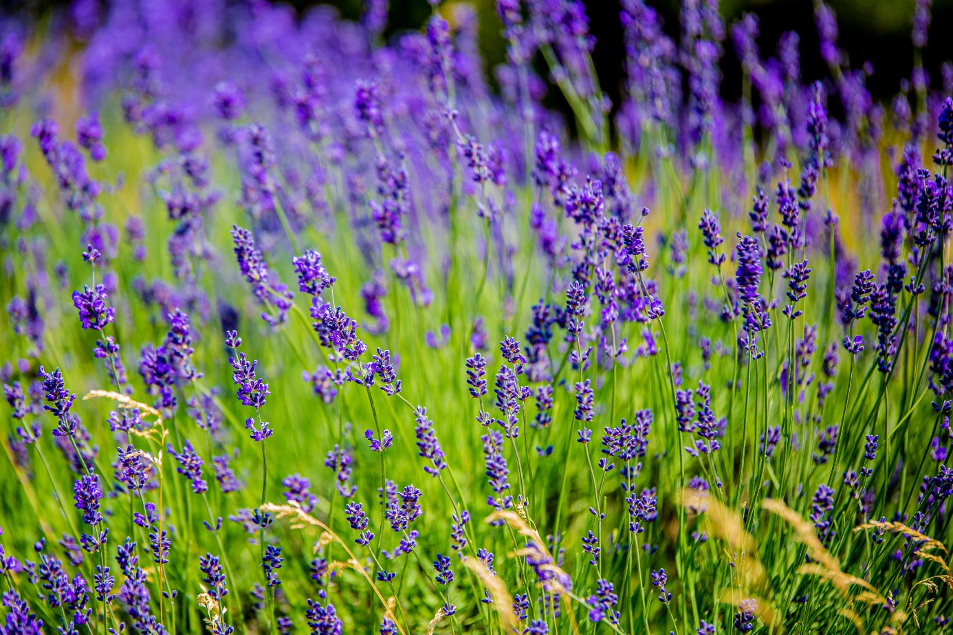 4 places near Budapest to pick your own lavender - English - WeloveBudapest