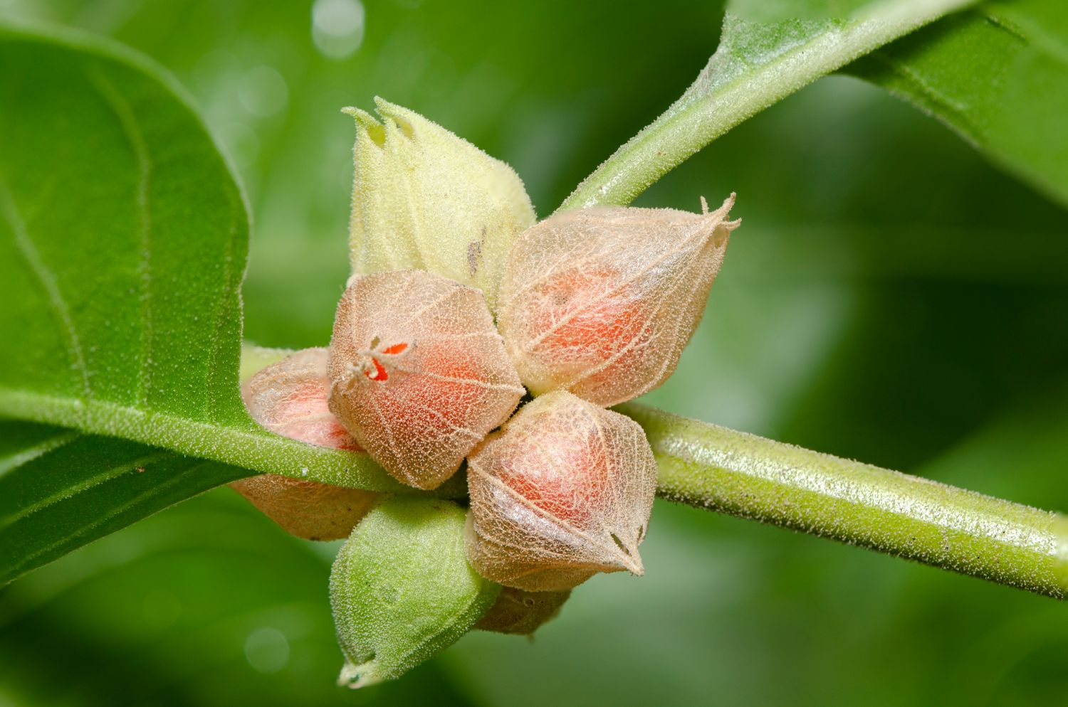 Ashwagandha: planting, care & uses - Plantura