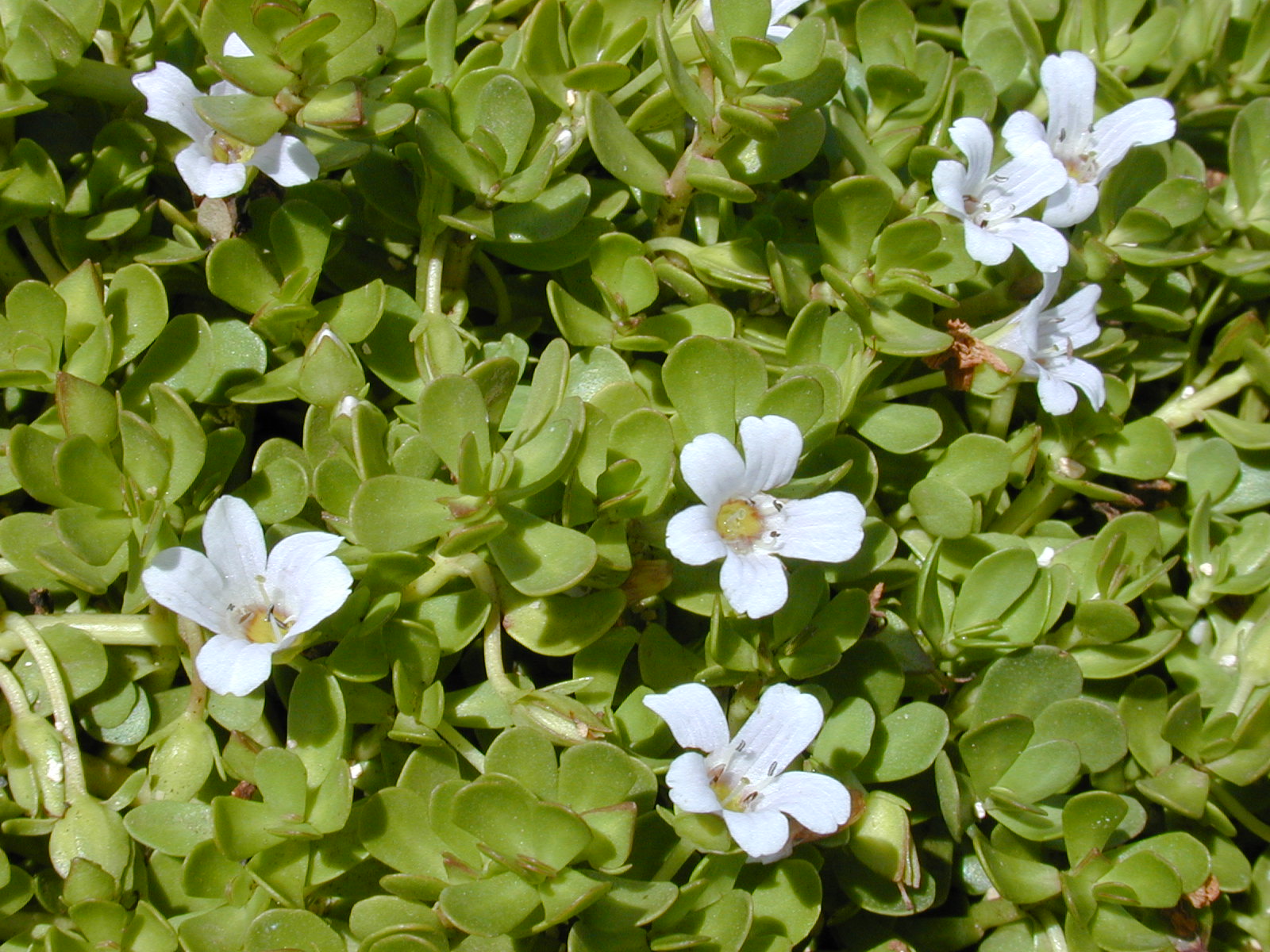 Bacopa monnieri - Wikipedia