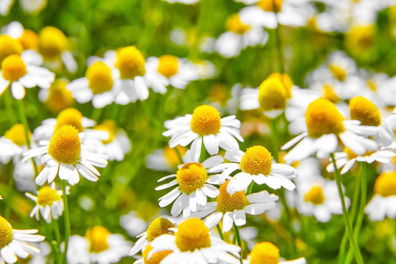 Chamaemelum nobile (Chamomile)