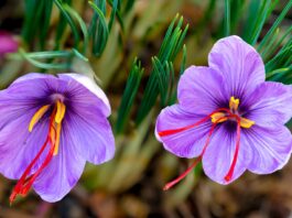 Saffron | Description, History, & Uses | Britannica