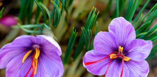 Saffron | Description, History, & Uses | Britannica
