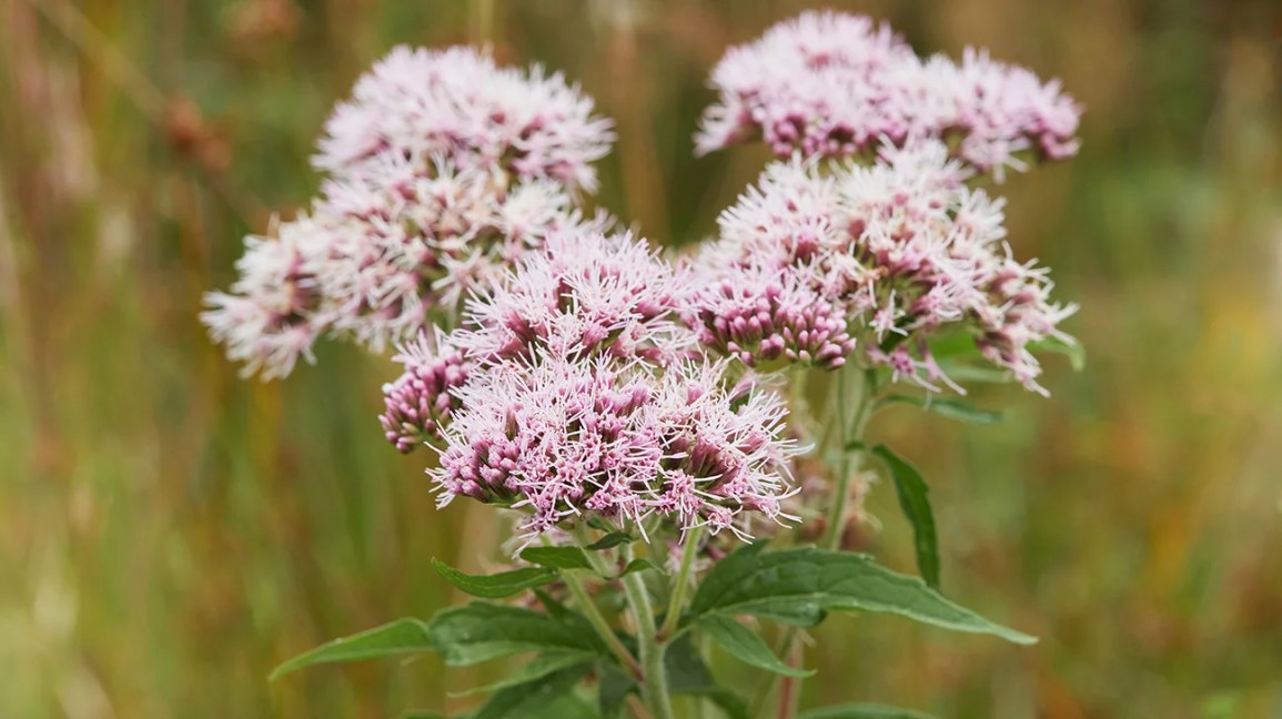 Valerian: How Does It Help You Relax and Get Better Sleep?