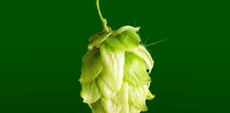 What Are Hops? A Beginner's Guide | Wine Enthusiast