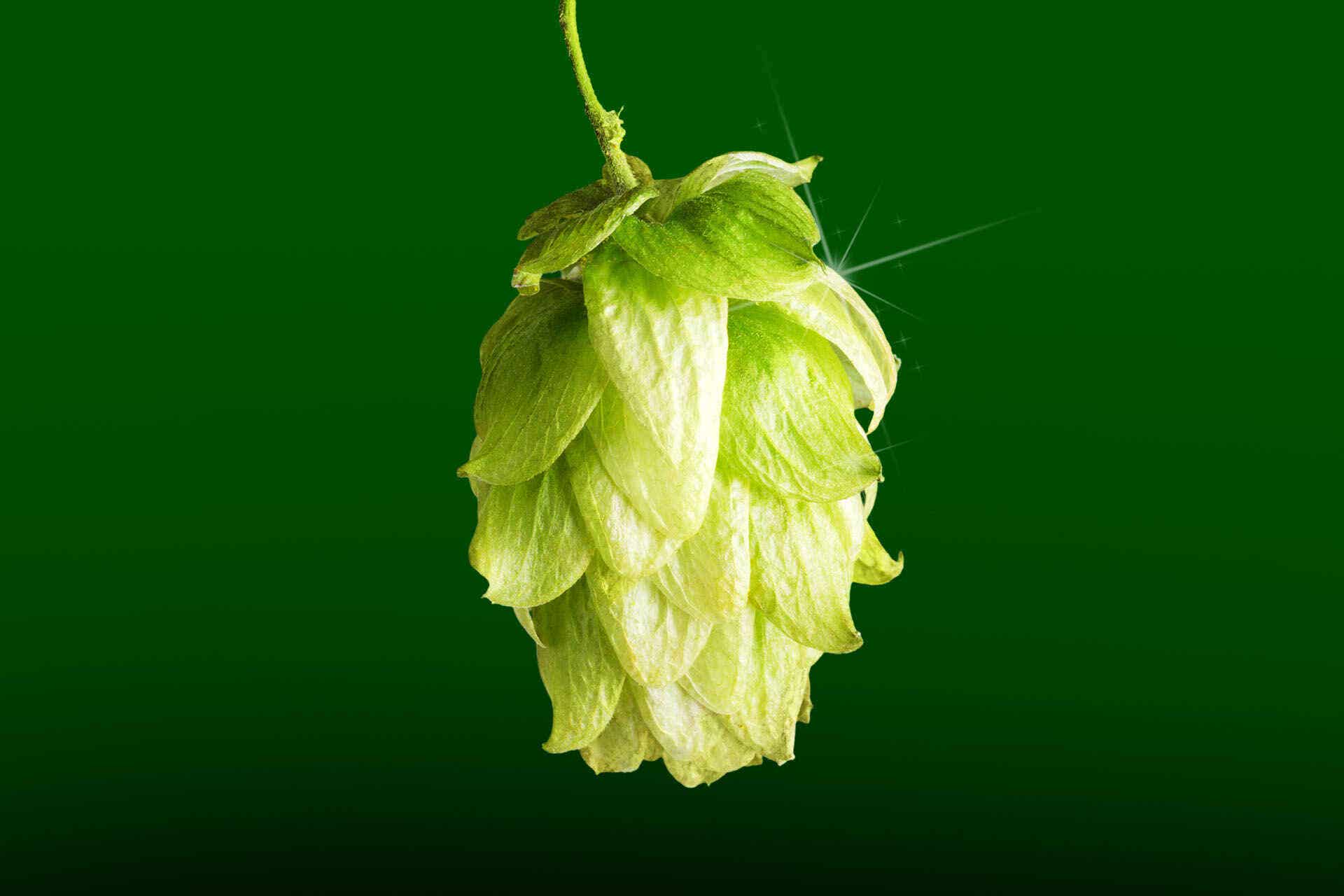 What Are Hops? A Beginner's Guide | Wine Enthusiast