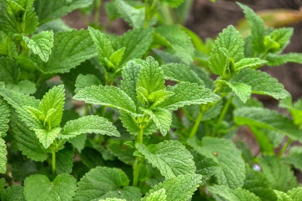 Grow Lemon Balm for Anxiety, Acne & Calming Bees | Planter's Library – Sow Right Seeds