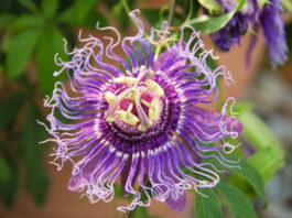 Passiflora incarnata (Wild Passion Flower)