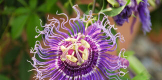 Passiflora incarnata (Wild Passion Flower)
