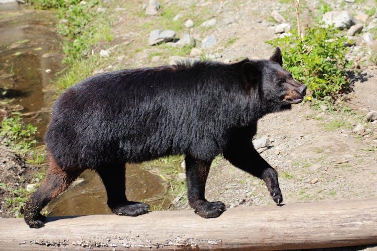 Black Bear