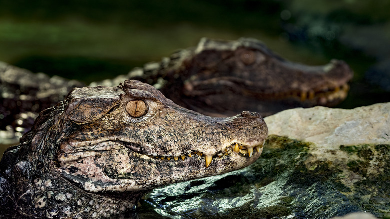 Caimans next to a river 