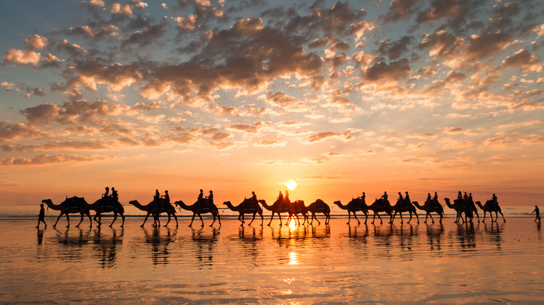 Camel rides on Cable Beach