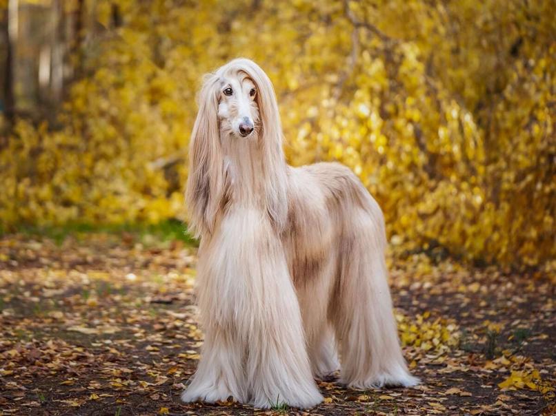 Afghan Hound 