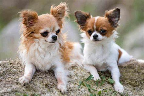 Are Male Chihuahuas Aggressive