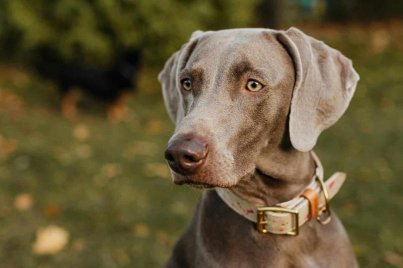 Are Weimaraners Intelligent Dogs