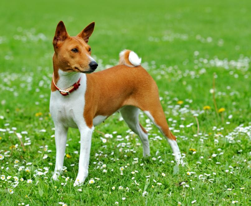 Basenji - Puppies, Rescue, Pictures, Information, Temperament ...