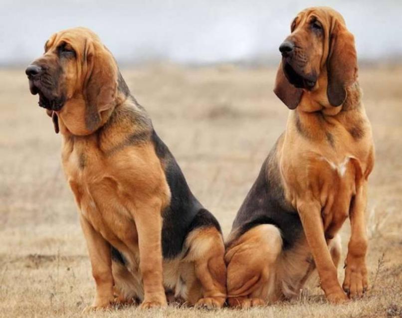 Bloodhound Dog Breed Information, Images, Characteristics, Health