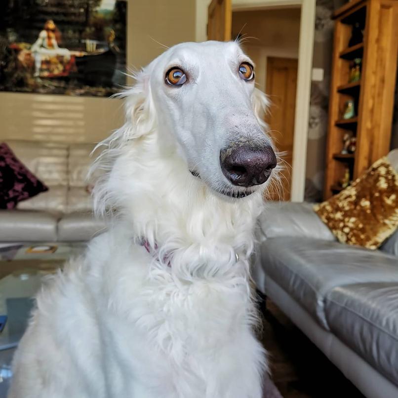 Borzoi-Breed-Info-Guide: Facts And Pictures | BARK