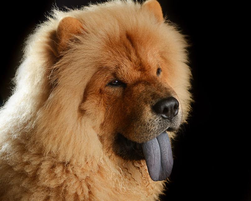 Chow-chow - Wikipedia