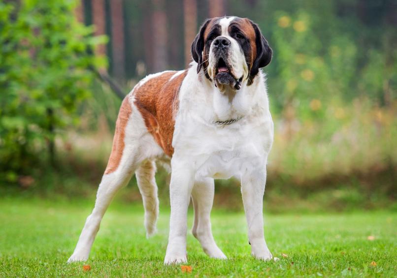 Do Saint Bernards Like To Swim