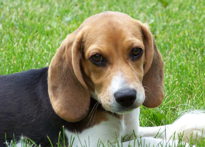 File:Cute beagle puppy lilly.jpg - Wikimedia Commons