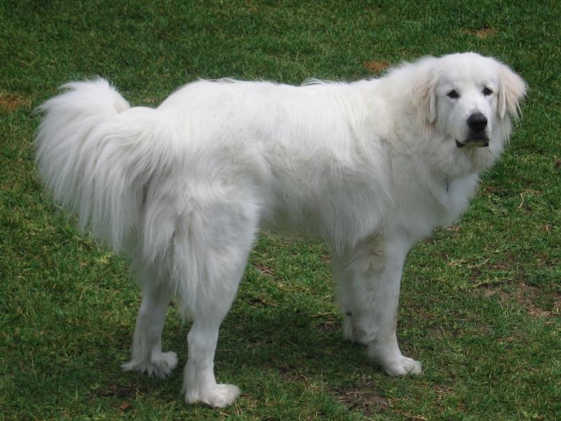 Great Pyrenees Breed Guide - Learn about the Great Pyrenees.