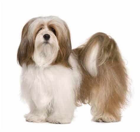 Lhasa Apso