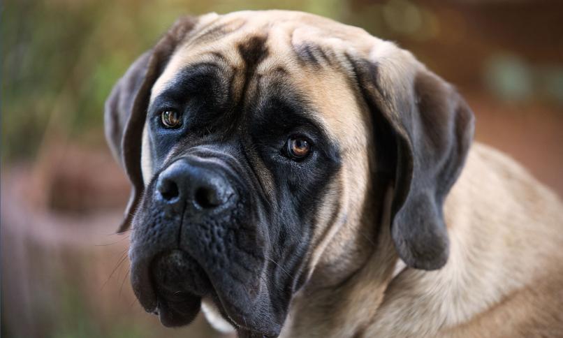 Mastiff Breed: Characteristics, Care & Photos | BeChewy