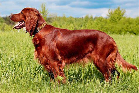 Meet the Irish Setter!